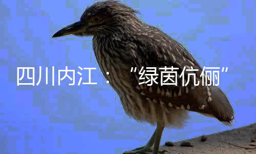 四川內(nèi)江：“綠茵伉儷”扎根縣城 做“鏗鏘玫瑰”“筑夢(mèng)人”